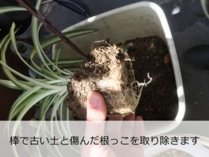 オリヅルランの植え替え