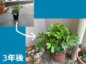 ダイソーで買った観葉植物「カポック」の3年後