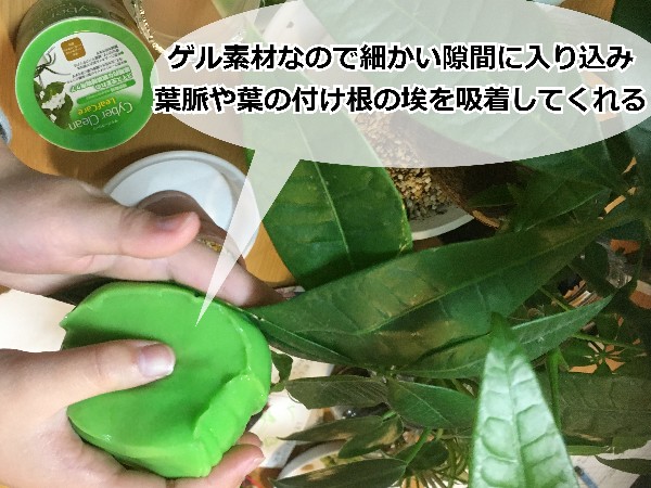 観葉植物のほこり掃除