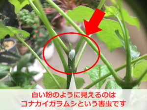 観葉植物についた白い綿(コナカイガラムシ)