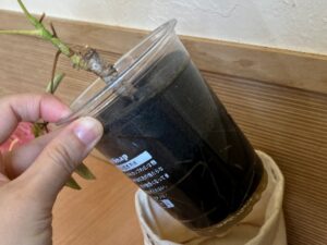 テーブルプランツの容器から見える根っこ