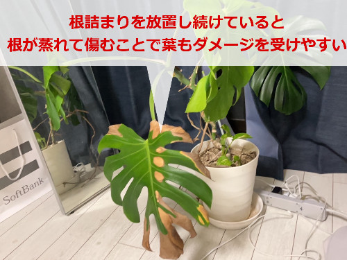 根詰まりを放置して葉が茶色くなったモンステラ