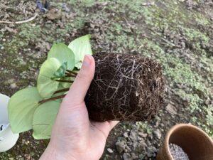 スイカペペの植え替え