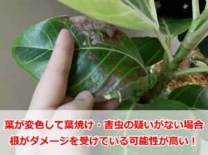 葉が茶色くなったアルテシマ