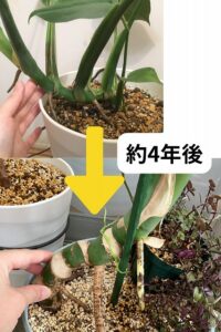 木質化しつつあるモンステラの茎