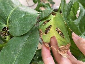 葉が茶色く傷んだマドカズラ