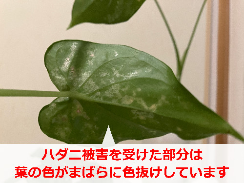 ハダニ(害虫)被害によりまばらに色抜けしたクワズイモの葉っぱ