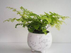 丸みのある陶器鉢に植えたアジアンタム