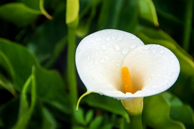 珍しいクワズイモの花