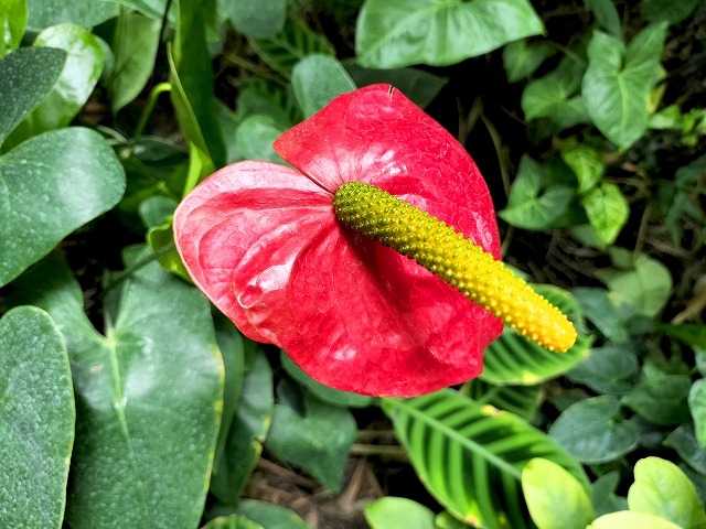 ボコボコしたアンスリウムの花