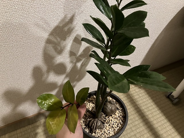 葉の一部が茶色っぽくなったザミオクルカス