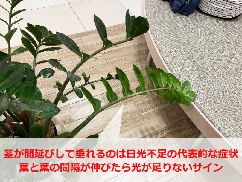 徒長で茎が横に広がるザミオクルカス