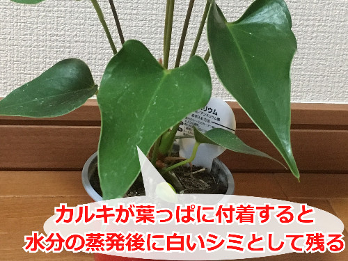 観葉植物の葉に付いた白い汚れ(カルキ汚れ)