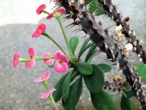 茎がひょろひょろに伸びたハナキリン