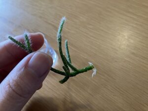 水挿しで発根したリプサリスの挿し芽